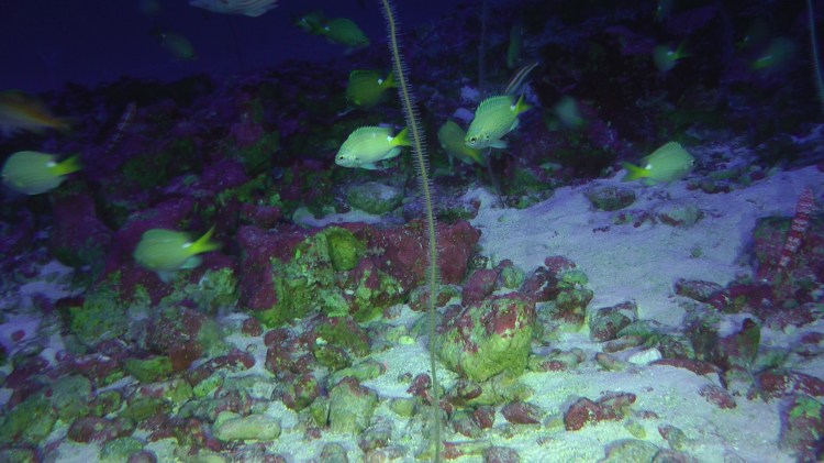 Image of new species, Chromis mamatapara, described in Shepherd et al. 2020. The image shows these damselfish swimming near the seafloor over algal encrusted rocks and ship corals at Rapa Nui (Easter Island).