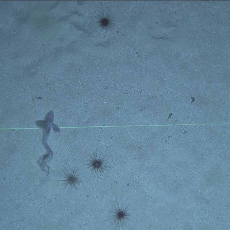 A jellynose fish and urchins on a sandy seafloor